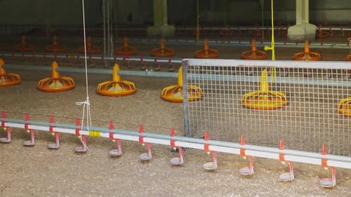 Installation de production de poussins