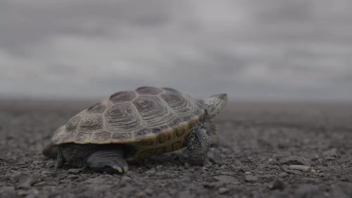 Turtle walking through gravel beside a highway
