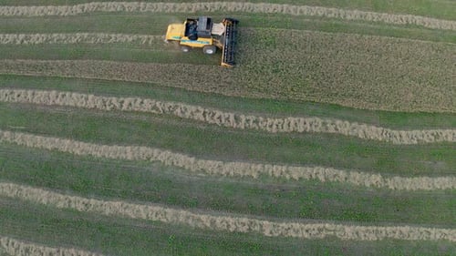 Aerial Over Harvester recueille du blé mûr