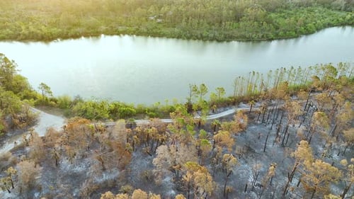 Black Dead Vegetation Burnt Down After Forest Fire Destroyed Florida Jungle Woods Ground Covered