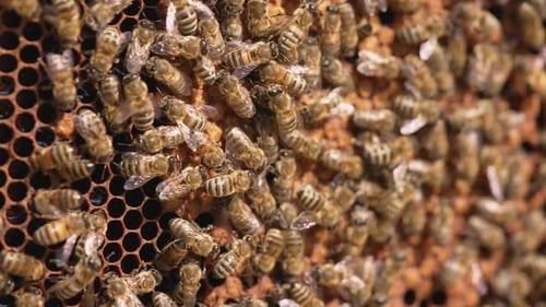 Close up of bee working in the hive. Bees swarming on honeycomb.