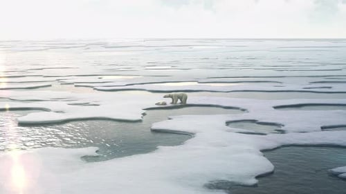 Eisbär-Mutter und ihr krankes Baby auf dem Meereis Arktis, Spitzbergen