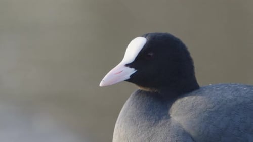 Eurasian Coot Bird Close-Up with Detailed Head Movement