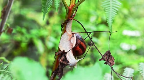 Babyschnecke auf einem Ast