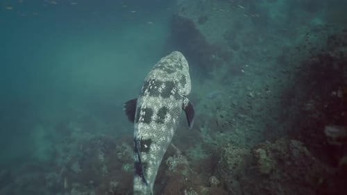 Magnificent Grouper Swimming Gracefully Over Coral Reef
