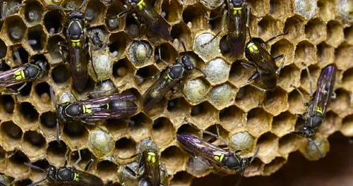 Eine atemberaubende Nahaufnahme von Wespen (Polybia Paulista) nisten, die damit beschäftigt sind, ihren Bienenstock zu bauen. Aufnahme eines Dickdarms