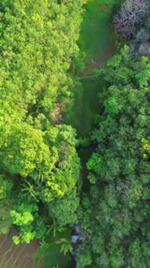 Indonesische Schönheit, Landschaft, Reisfelder in Nordbengkulu, natürlicher, schöner Morgenblick aus Asien