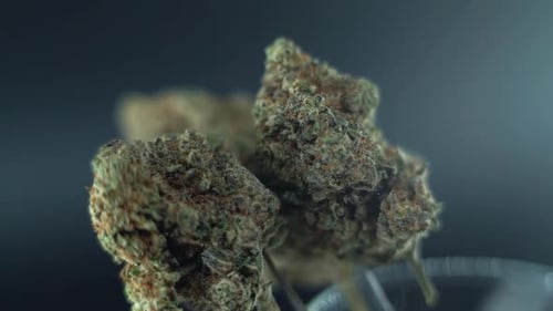 close up DETAILED shot of a cannabis plant, marijuana flower, hybrid strains Indica and sativa, on a
