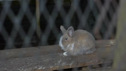 cream rabbit on the farm with long ears
