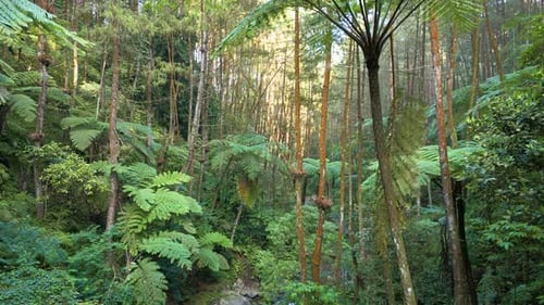 Vue aérienne de l'intérieur de la forêt tropicale humide, capturant la verdure naturelle et les arbres imposants.