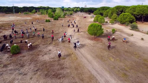 Horsemen chasing bulls and oxen through the countryside, aerial view