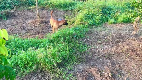 Gartenwächterhund