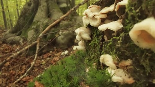 Hen of the Woods Mushrooms