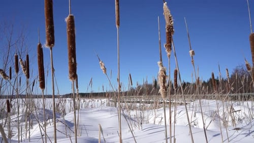 Cattails in Snowy Winter Field under Blue Sky