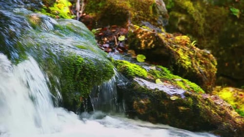 Big Stones with Free Moss Lies in a Forest River Autumn