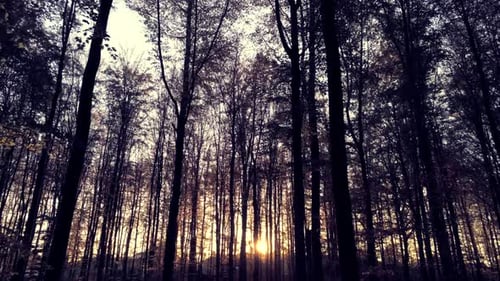 Slow Tilt up shot showing silhouette of leafless trees in forest and sunset in the background.