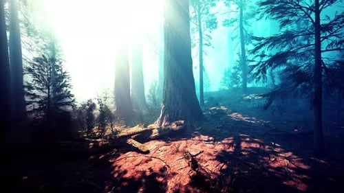 Giant Sequoia Trees at Summertime in Sequoia National Park Dark Forest