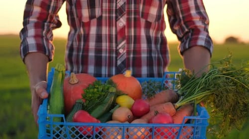 Farmer Man Gardener Holding Box Basket Organic Vegetables at Field Farming Agriculture Harvesting