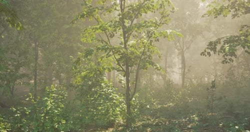Soft Light Filters Through Dense Trees in a Serene Forest Environment