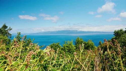 High view of vibrant green lush vegetation. Wind blowing foliage during a summer sunny day. Pictures