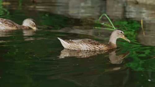 Two wild ducks floating by the river. A couple of mallards eating duckweed found in the water.