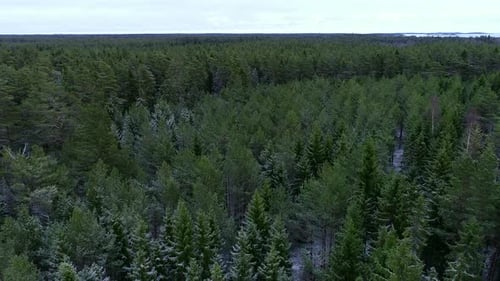 Aerial view of snowy forest trees.