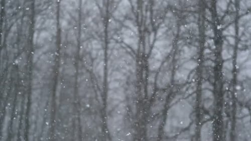 Heavy Snowfall Beautiful Forest Landscape of Snow and Blurred Trees Gently Falling Snow Flakes Bad
