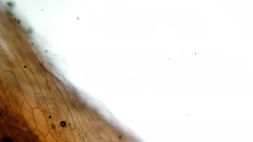 Abstract Microscopic Organic Cells with Dynamic Bubbles