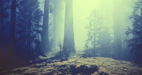 Mysterious Forest Shrouded in Mist Evokes a Serene Atmosphere at Dawn