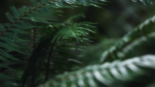 Nahaufnahme von Farnblättern, die im Regenwald langsam im Wind wehen