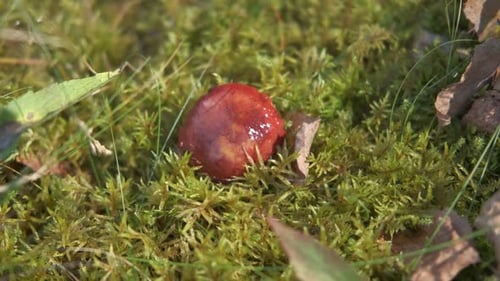 Autumn Forest Floor with Moss Texture and Mushroom Autumnal Park Beautiful Fall Nature Mossy