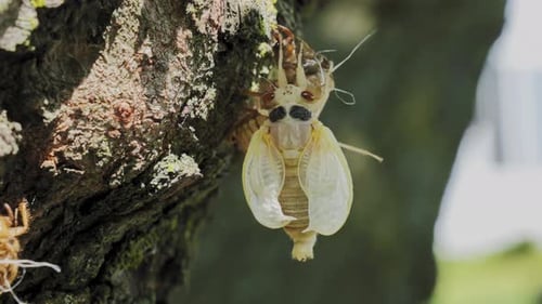Time Lapse of Cicada Shedding Its Exoskeleton on Tree Close Up