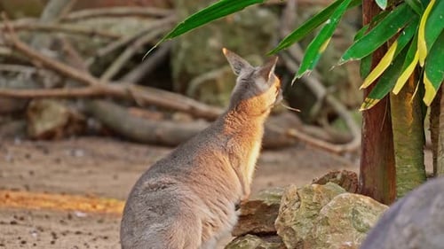Wallaby Kangaroo ist eine Känguru-Art, die in Nahaufnahme auf einem grünen Blatt kaut