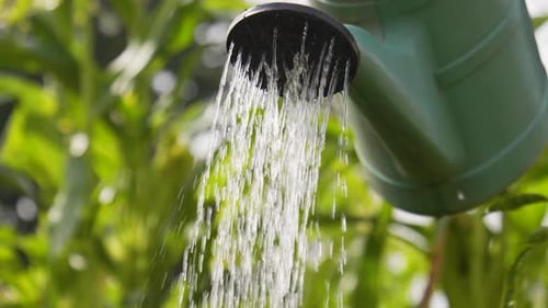 Watering Can Irrigating Plants on a Bright Day