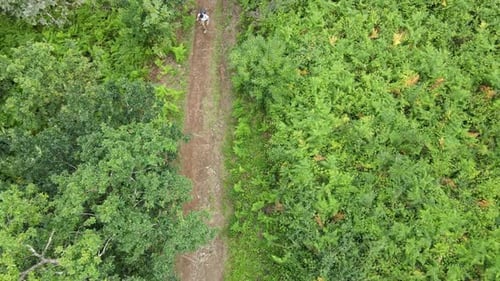 Travelers with backpacks walking along dirt road across the forest on their way to the cathedral of