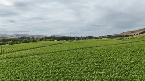 Scenic Vineyard Landscape Under Dramatic Sky Showcasing Rolling Hills and Lush Greenery New Zealand