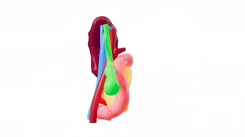 Human pancreas, gall bladder, splenic organ model, alpha channel, 3d rendering.