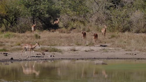 A group of Impala antelopes are gathering near the water pond, lake or a river to drink