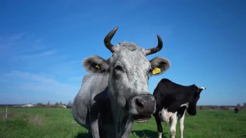 Cow looking into camera and sniffing it. Cow grazing on the green meadow in a sunny day. Farming con