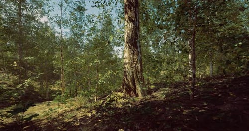 Lush Green Forest with Sunlight Filtering Through Leafy Canopy Under Blue Sky
