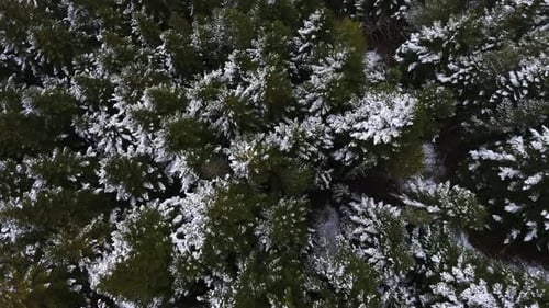 Aerial Drone Footage Over Dense Fog in the Forest in Pyrenees Mountains Baqueira Beret Catalonia