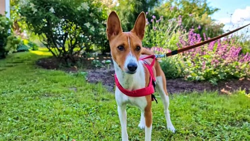 Slow motion view of dog canine puppy pet with red leash lead vest harness standing alert surrounded