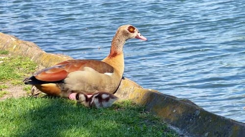 Ägyptische Gans und Küken auf Gras in der Nähe von Flusswasser