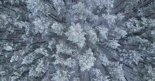 Vue du dessus de la cime des arbres enneigée