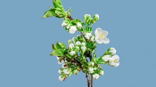 White Flowers of Cherry Blossom on a Cherry Tree Branch Close up. Creative Time Lapse Video