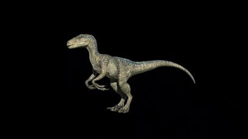Raptor Dinosaur Idle Loop