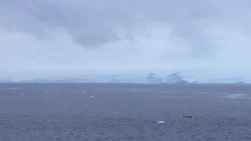 Ocean Landscape with Icebergs and Whale Spouting Water