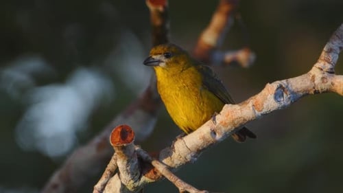 A male White-lored Euphonia perches alertly on a branch, surveying the Peru Amazon rainforest canopy