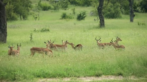 Herd of impala standing together in African safari tall green grass bush, Sabi Sands game reserve, S