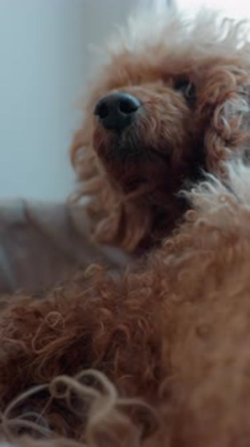 Vue rapprochée du caniche aux cheveux bouclés Portrait d'un caniche attentif avec un pelage bouclé détaillé en gros plan de